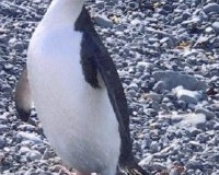 Chinstrap PenguinSteve Pearson