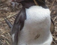 Macaroni Penguin Anna King photo