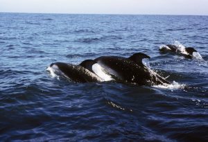 Porpoises next to Valhalla