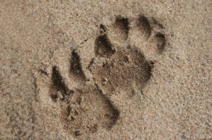 Paw Print